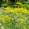 The Old Farmer's Almanac Organic Dill (Bouquet) Seeds - Approx