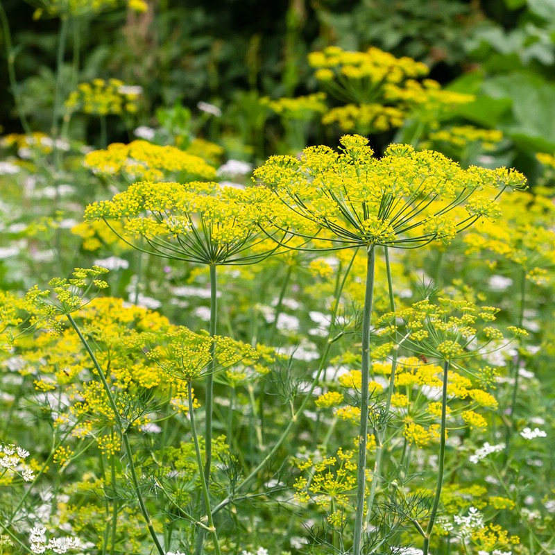 The Old Farmer's Almanac Organic Dill (Bouquet) Seeds - Approx