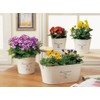 K-E I Green House French Tin Natural Tin Pot Oval