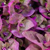 Outsidepride Orach - 1000 Seeds