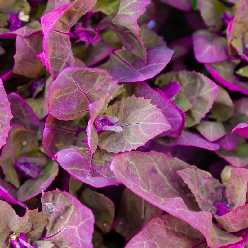 Outsidepride Orach - 1000 Seeds