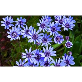 100PCS Blue Daisy Seeds Felicia Heterophylla Flower Seeds Pollinators Heirloom