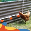Lil'Clucker Large Automatic Chicken Waterer Cups with 1/2" PVC Tee