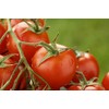 Kyknos Cherry Tomatoes 400 g Tin