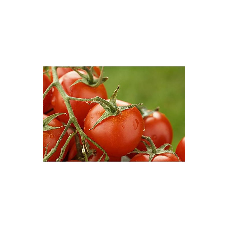 Kyknos Cherry Tomatoes 400 g Tin