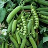 60 Early Frosty Pea Seeds for Planting Heirloom Non GMO