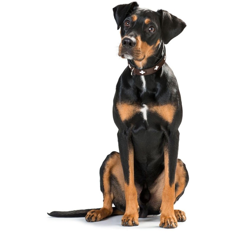 HUNTER Swiss Dog Collar, Swiss Cross Leather, 47 cm (S-M),