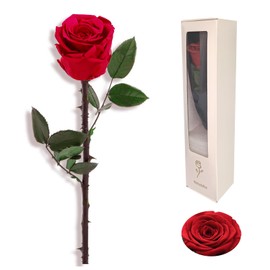 AHQDPFMY Single Rose Preserved Flower Eternal Mothers Day Gifts for Mom Grandma Wife Women Anniversary Birthday Gifts for Her Girlfriend Red Eternity Rosas Preservadas Naturales Forever Real Rose