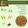 LuckyQ Dried Mealworms for chickens 22lbs - Chicken Treats Duck