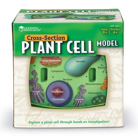 Learning Resources Cross-Section Plant Cell Model, Plant Anatomy, Science Classroom Accessories, 2 Foam Pieces, Ages 7+, Multi, 5 x 4 x 4.5 inches (LER1901)