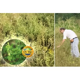 Dragon Herbs - Astragalus Root Drops - 2 fl oz