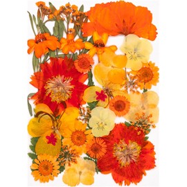 Juego de Hojas de Flores secas prensadas Naturales para Hacer Velas, Arte de Resina, marcadores, Manualidades, álbumes de Recortes, Kits de Flores y Hojas prensadas Naturales