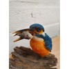 Vivid Arts Kingfisher on Driftwood Home or Garden Decoration (BG-KF08-F)