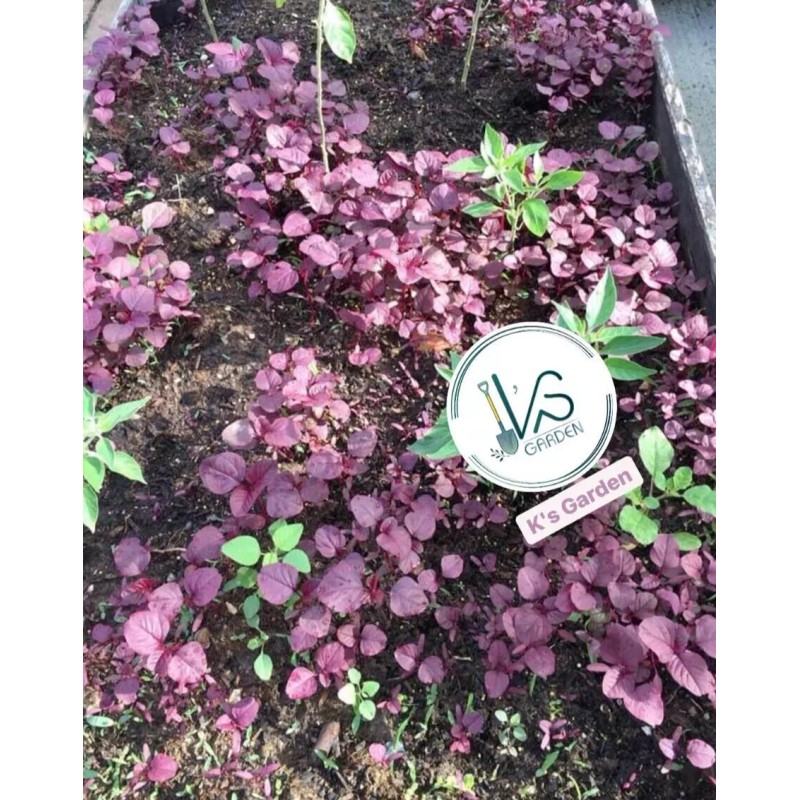 2000+PCS RED SPINACH/ RED AMARANTH SEEDS/ RAU DỀN ĐỎ |