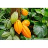 CZ Grain Cacao Tree Seeds for Planting Wet Cocoa Seeds