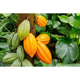 CZ Grain Cacao Tree Seeds for Planting Wet Cocoa Seeds Rare, Exotic Cacao Tree Seeds - 2