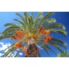 Medjool Date Palm Tree Seeds - Phoenix Dactylifera - 10