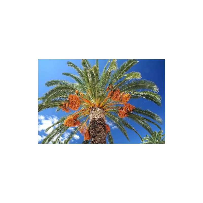 Medjool Date Palm Tree Seeds - Phoenix Dactylifera - 10