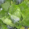 Chinese Heading Cabbage Michihli (Brassica rapa VAR. Pekinensis), Heritage Asian