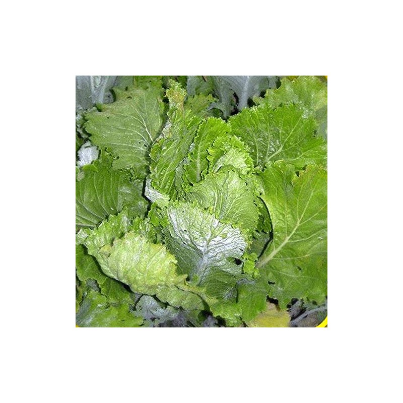 Chinese Heading Cabbage Michihli (Brassica rapa VAR. Pekinensis), Heritage Asian