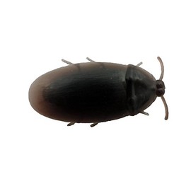 Fake Jumbo Cockroach