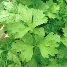 Plain or Single Parsley Seeds - 100 Count Seed Pack - Non-GMO - A Small Version of Italian Giant with a Flavor That is Richer Than Curled Varieties. - Country Creek LLC