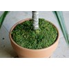 SuperMoss (26335) Moss Soil Toppers, Fresh Green, Assorted 4 Sizes