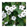 Park Seed White Black-Eyed Susan Vine Thunbergia – Elegant Black