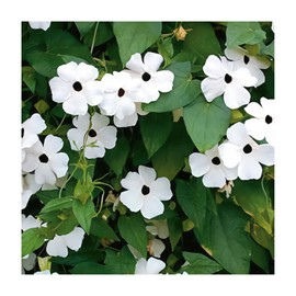 Park Seed White Black-Eyed Susan Vine Thunbergia – Elegant Black and White Blooms on a 5–8 Ft. Twining Vine, Long-Blooming Annual for Trellises, Mailboxes, and Containers – Pack of 25