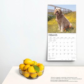 Goldendoodles | 2025 12 x 24 Inch Monthly Square Wall Calendar | BrownTrout | Animals Mixed Dog Breeds