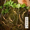 Myeongga Ilpum [명가천삼]강원도 산양삼 선물세트 (3뿌리)x2세트 [Myungga Cheonsam] Gangwon-do Mountain