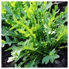Everwilde Farms - 1 Oz Organic Arugula Herb Seeds -