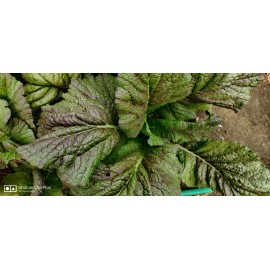 Edible Vegetable & Herb 600+ Purple Mustard Seeds / Cải bẹ Xanh(lá Tím) for 2025 season. US Seller