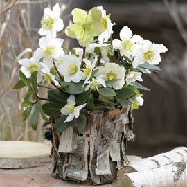 Papierservietten - Servietten Lunch/Party / Feste ca. 33x33cm White Christmasrose - Weihnachten - Ideal als Geschenk und Tisch Deko