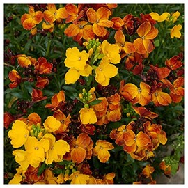 Everwilde Farms - 1 Lb English WallFlower Wildflower Seeds - Gold Vault