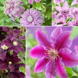 300+ Clematis Vine Plant Seeds for Planting - Mixed Color Clematis Vine Large Blooms Perennial Vine Clematis Flower Seeds for Planting
