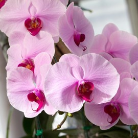 PLATAGO 500+ Rare Orchid Seeds for Planting - Exotic Pink Phalaenopsis Seed Packet - Non-GMO Seeds Outdoor Garden Grow Easily