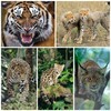 Edition Colibri 3D Postcard Set with Wild Cats as Party