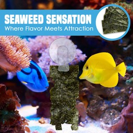 JOR 20 Seaweed Sheets for Tangs, Angels, Plecos, Shrimp, Snails, Nutrient- & Vitamin-Rich, Dried Snack for Bottom Feeders, Increased Palatability for Grazing Fish, 1 oz. Pet Feed