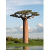 5 Adansonia Grandidieri Seeds, Grandidier's Baobab, Giant Baobab Seeds
