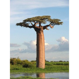 5 Adansonia Grandidieri Seeds, Grandidier's Baobab, Giant Baobab Seeds