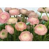 Ranunculus Bulbs for Planting - Ranunculus Flower Seeds - 25