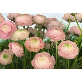 Ranunculus Bulbs for Planting - Ranunculus Flower Seeds - 25 Ranunculus Pink Shade - Ranunculus Corms for Planting - Ranunculus Peonies Pulbs for Planting - Easy to Grow - 25 Bulbs per Pack