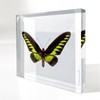Trogonoptera Brookiana Butterfly | Petite Art Block - Color: Gradient