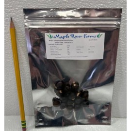 Maple River Farms Shiny Leaf Yellowhorn Xanthoceras Sorbifolium 10 Seed Pack