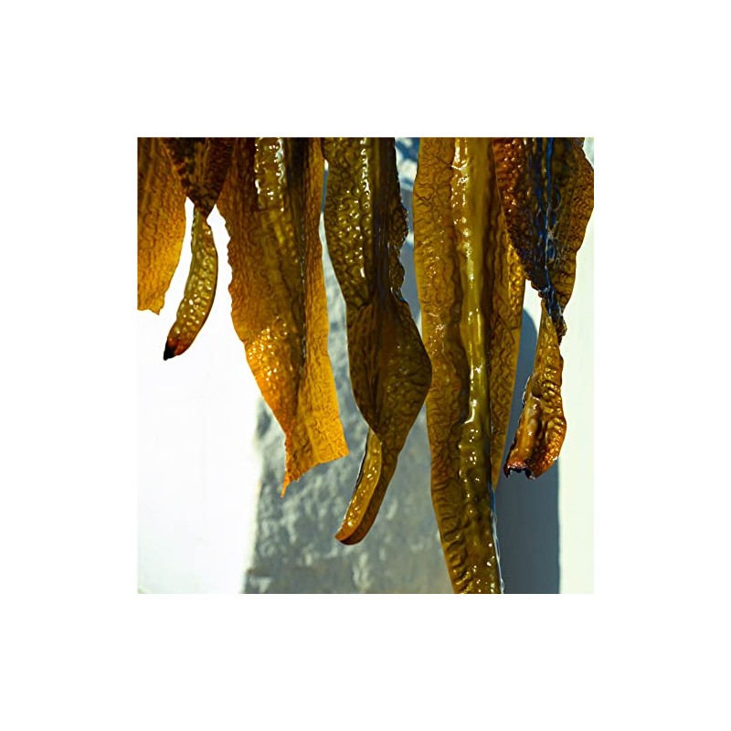 SHIRO Gome Kelp Serum, 2.4 fl oz (60 ml) (Without