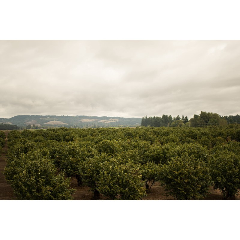 Raw Hazelnuts - 8 Oz Bag