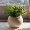 Cute Round Photocatalyst Houseplant