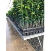 Stuewe & Sons – Mini Treepot Growing Kit – MT37