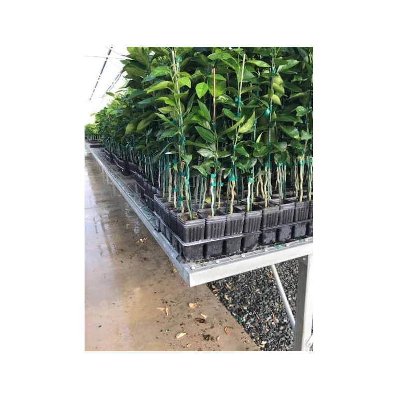 Stuewe & Sons – Mini Treepot Growing Kit – MT37
